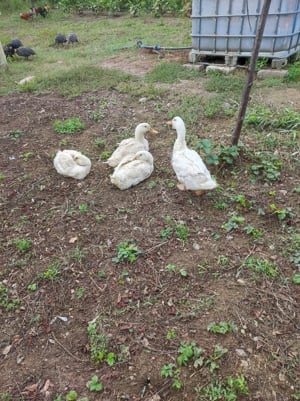 Hotel pentru animale 