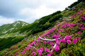 Vand teren intravilan in zona turistica Parcul National Calimani, Bucovina ! - imagine 7