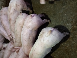 Purcei si porci 