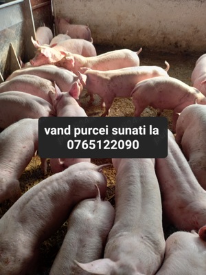 Vand porci de carne