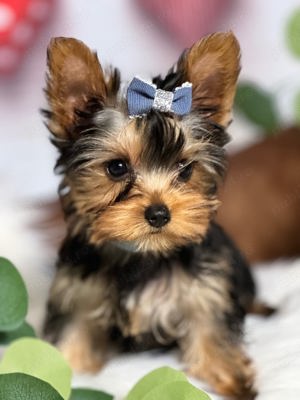 Yorkshire mini toy transport gratuit