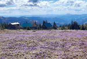 Teren În Apuseni cu 3 cabane pe Drumul lui Iovan, la 1550m altitudine - imagine 4