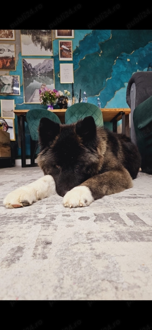 Akita American