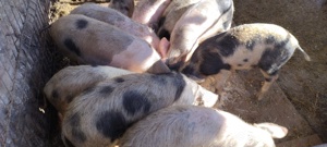 Vând porci Bio - imagine 2