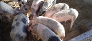 Vând porci Bio - imagine 3