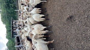 Capre de vanzare - imagine 5