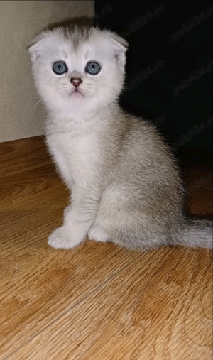 Scottish fold chinchilla
