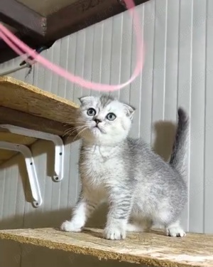 Scotish fold chinchilla  - imagine 2