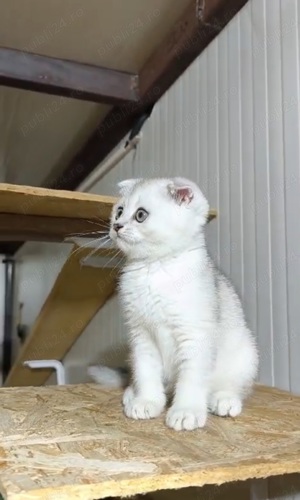Scotish fold chinchilla  - imagine 3
