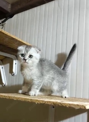 Scotish fold chinchilla