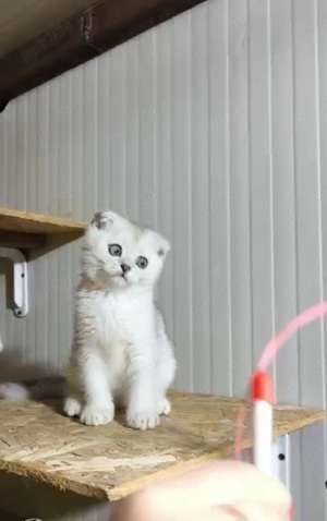 Scotish fold chinchilla  - imagine 4