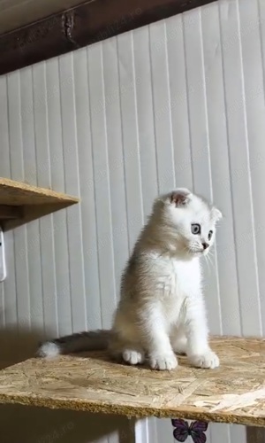 Scotish fold chinchilla  - imagine 5