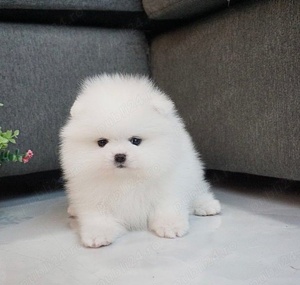 căței Pomeranian albi cu toate actele gata