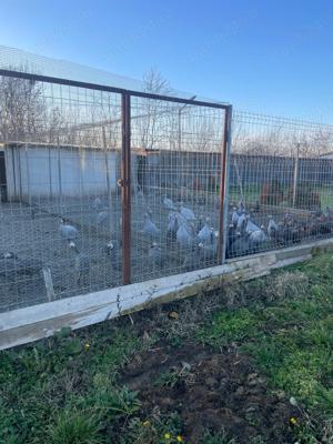 Bibilici de vinzare  - imagine 2