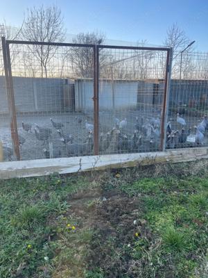 Bibilici de vinzare  - imagine 3