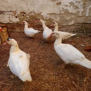 Vând rațe mute tinere 60 lei buc - imagine 2