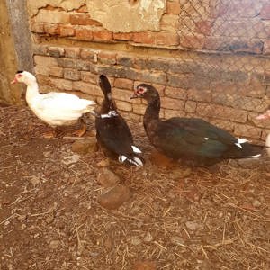 Vând rațe mute tinere 60 lei buc