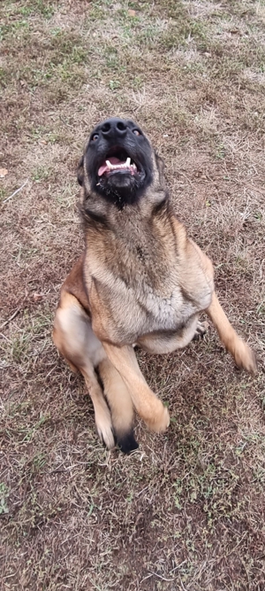 Vând câine malinois