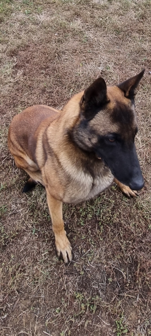 Vând câine malinois - imagine 3