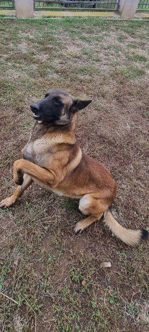 Vând câine malinois - imagine 2