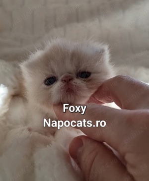 Napocats.ro - Foxy, fetiță Exotic Shorthair cu pedigree