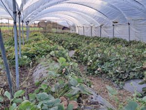 Solar multiarc de Vanzare