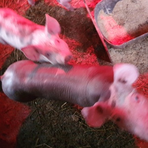 purcei petrain  - imagine 2 purcei petrain  - imagine 2