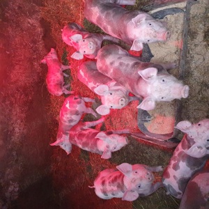 purcei petrain  - imagine 3 purcei petrain  - imagine 3