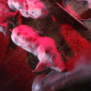 purcei petrain  - imagine 4 purcei petrain  - imagine 4