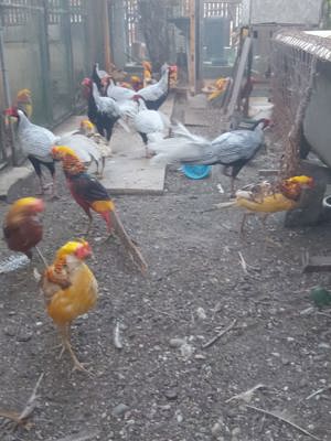 Fazani auriu pe roșu  - imagine 2