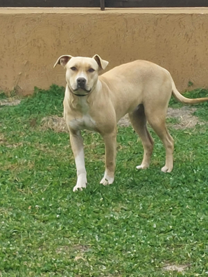 Cățelușă amstaff 