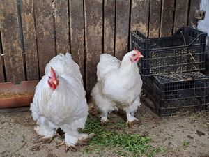 Vând pereche de cochinchina alb - imagine 2