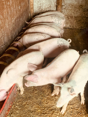 Purcei de vânzare  - imagine 5