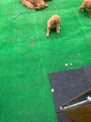 goldedoodle auriu - imagine 4