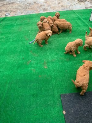 goldedoodle auriu - imagine 3