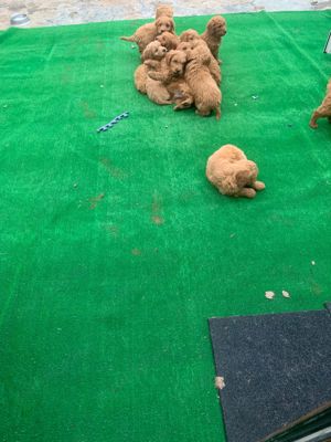 goldedoodle auriu - imagine 2