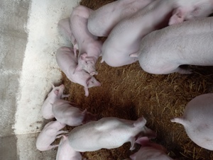 Vând grăsuni  - imagine 2