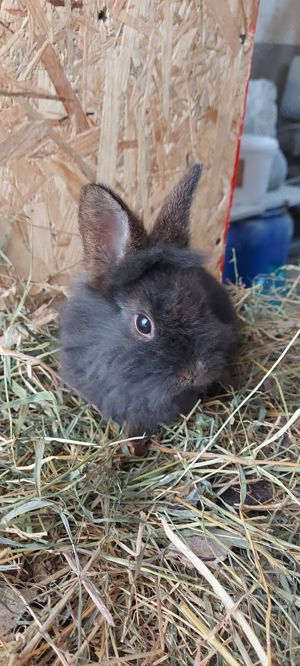 Iepurași pitici cap de leu  - imagine 5