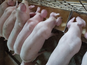 Purcei rasă de carne  - imagine 2