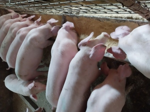 Purcei rasă de carne  - imagine 3