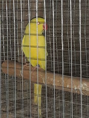 Papagali Marele și micul Alexandru 