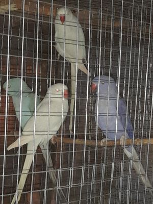 Papagali Marele și micul Alexandru  - imagine 3 Papagali Marele și micul Alexandru  - imagine 3