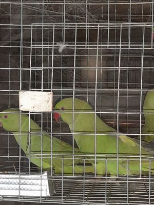 Papagali Marele și micul Alexandru  - imagine 2 Papagali Marele și micul Alexandru  - imagine 2