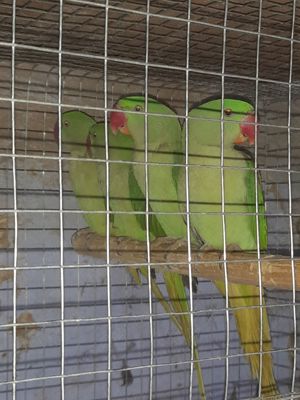 Papagali Marele și micul Alexandru  - imagine 5 Papagali Marele și micul Alexandru  - imagine 5