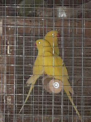 Papagali Marele și micul Alexandru  - imagine 4 Papagali Marele și micul Alexandru  - imagine 4