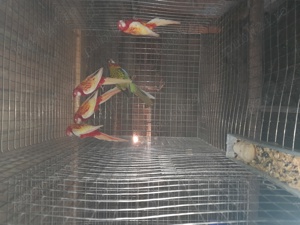 Papagali rosella și baraband 