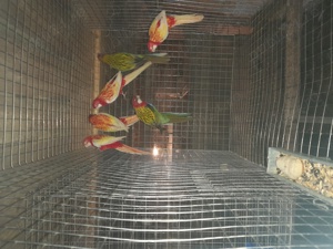 Papagali rosella și baraband  - imagine 2