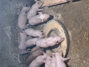 Purcei de vanzare  - imagine 2 Purcei de vanzare  - imagine 2