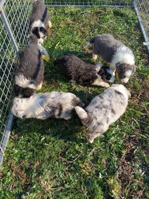 pui border collie cu pedigree  - imagine 3