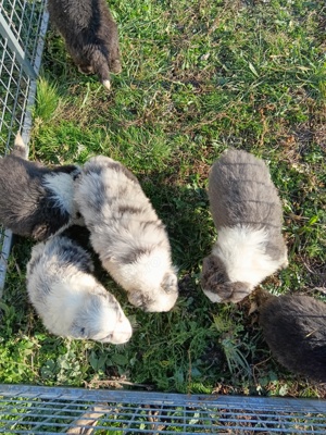 pui border collie cu pedigree  - imagine 4